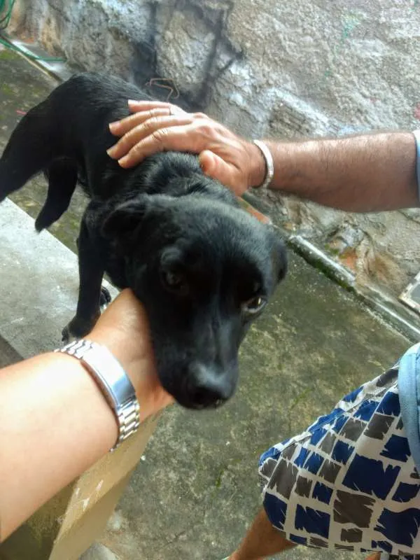 Cachorro raça Vira lata idade 1 ano nome Sem nome