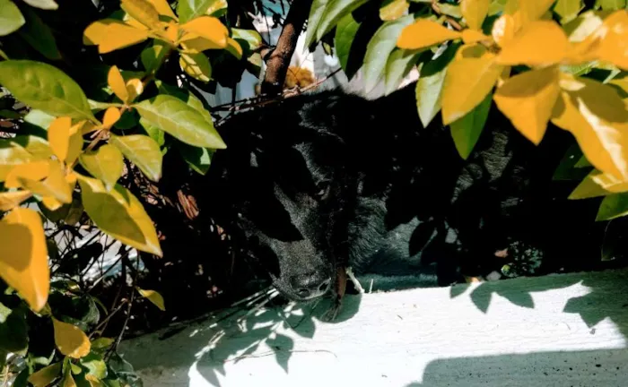 Cachorro raça Vira lata idade 1 ano nome Sem nome