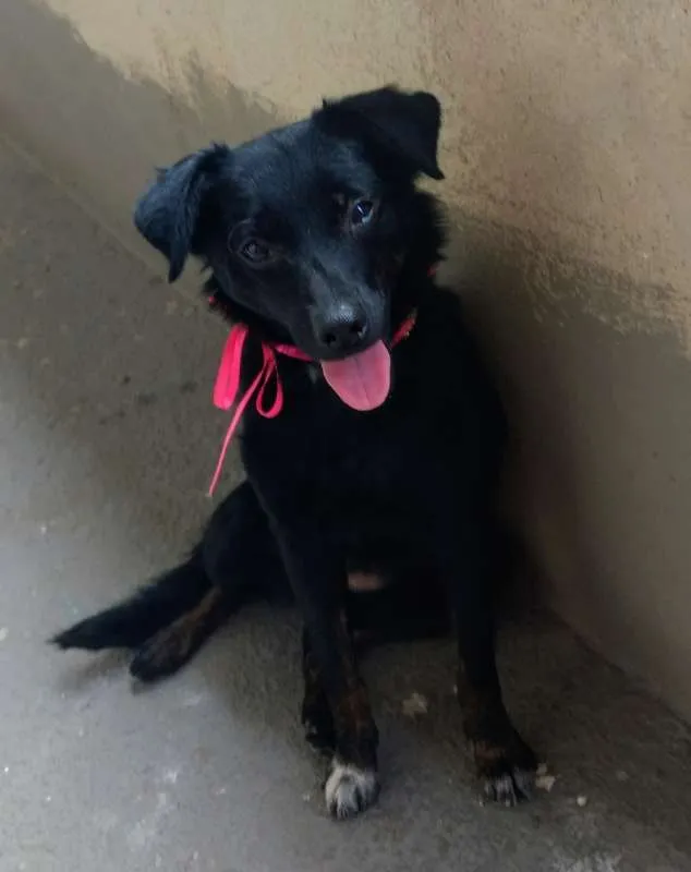 Cachorro raça Vira lata idade 1 ano nome Sem nome