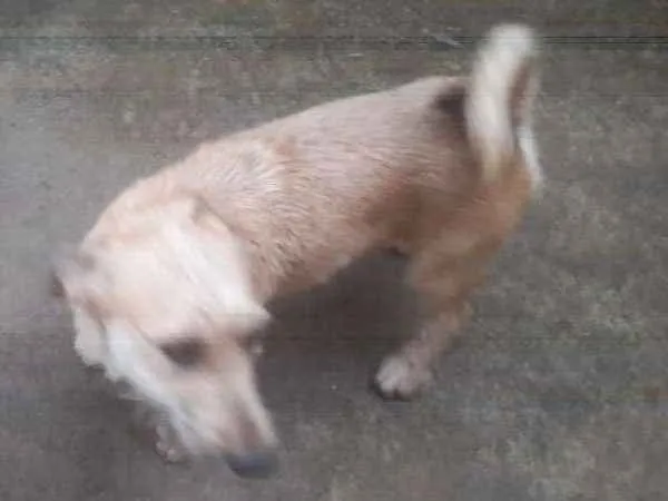 Cachorro ra a Srd idade 7 a 11 meses nome Max