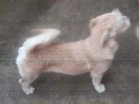 Cachorro ra a Srd idade 7 a 11 meses nome Max