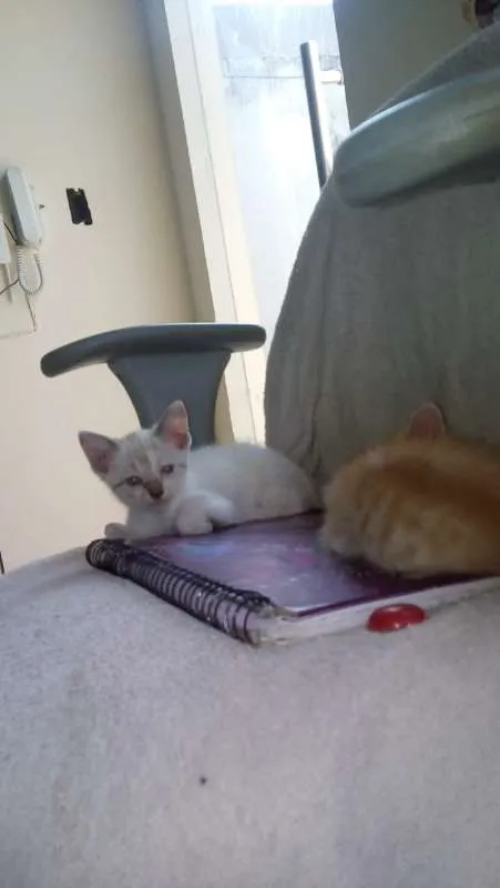 Gato raça SRD idade Abaixo de 2 meses nome sem nome