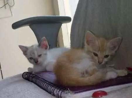 Gato raça SRD idade Abaixo de 2 meses nome sem nome