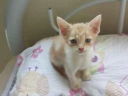 Gato raça SRD idade Abaixo de 2 meses nome sem nome
