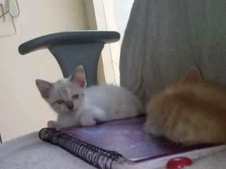 Gato raça SRD idade Abaixo de 2 meses nome sem nome