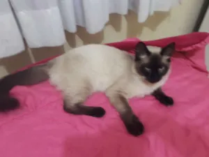 Gato raça Siamês  idade 7 a 11 meses nome Lulu