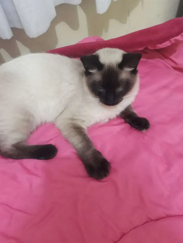 Gato raça Siamês  idade 7 a 11 meses nome Lulu