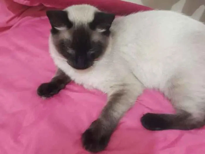 Gato raça Siamês  idade 7 a 11 meses nome Lulu