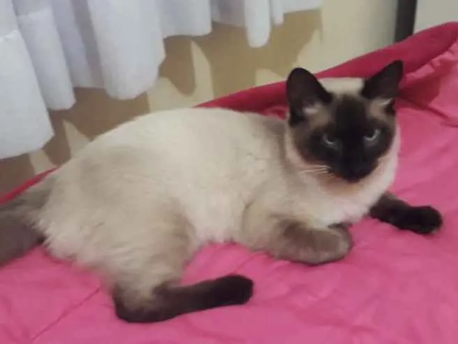 Gato raça Siamês  idade 7 a 11 meses nome Lulu