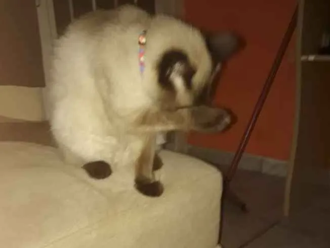 Gato raça Siamês  idade 7 a 11 meses nome Lulu