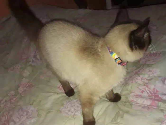 Gato raça Siamês  idade 7 a 11 meses nome Lulu