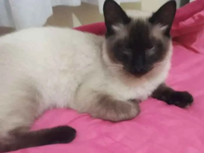 Gato raça Siamês  idade 7 a 11 meses nome Lulu