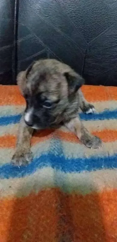 Cachorro ra a vira-lata idade Abaixo de 2 meses nome Luck