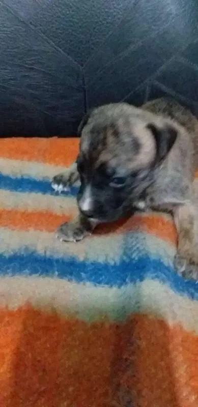 Cachorro ra a vira-lata idade Abaixo de 2 meses nome Luck