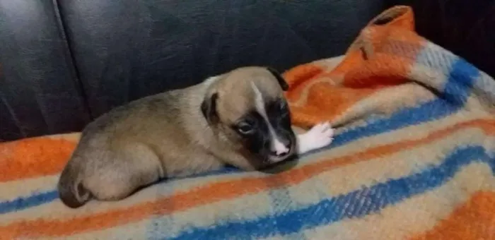 Cachorro ra a vira-lata idade Abaixo de 2 meses nome Molly