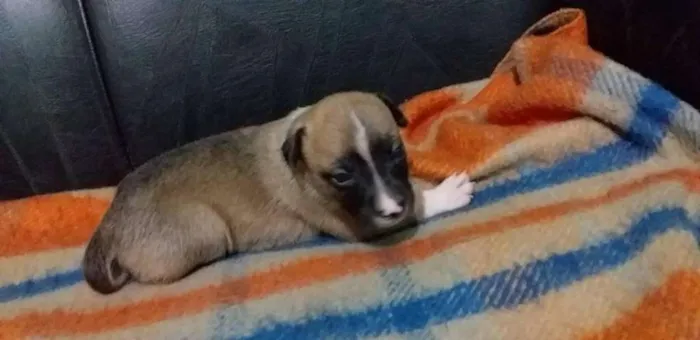 Cachorro ra a vira-lata idade Abaixo de 2 meses nome Molly