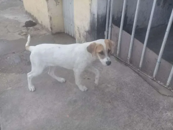 Cachorro raça Vira lata idade 2 a 6 meses nome Sem nome