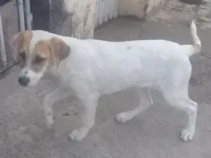 Cachorro raça Vira lata idade 2 a 6 meses nome Sem nome