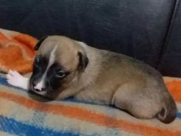Cachorro ra a vira-lata idade Abaixo de 2 meses nome Molly