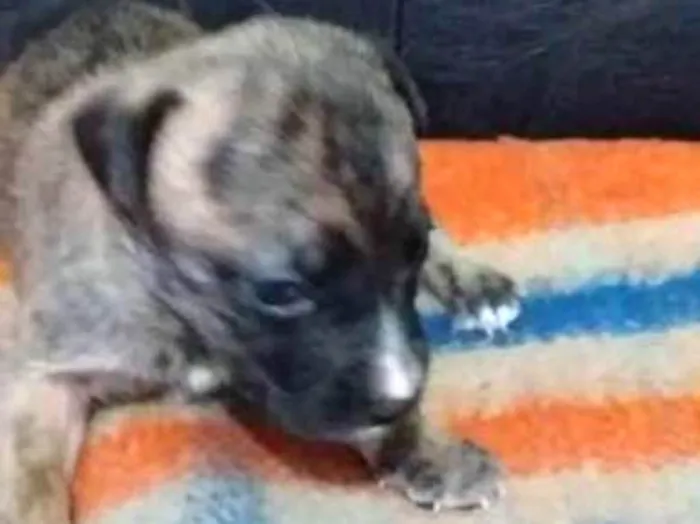Cachorro ra a vira-lata idade Abaixo de 2 meses nome Luck