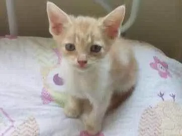 Gato raça SRD idade Abaixo de 2 meses nome sem nome