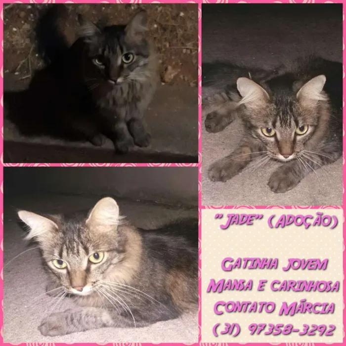 Gato raça SRD idade 1 ano nome Jade