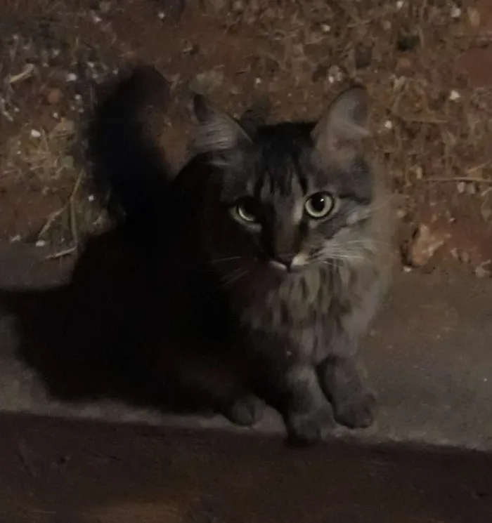 Gato raça SRD idade 1 ano nome Jade