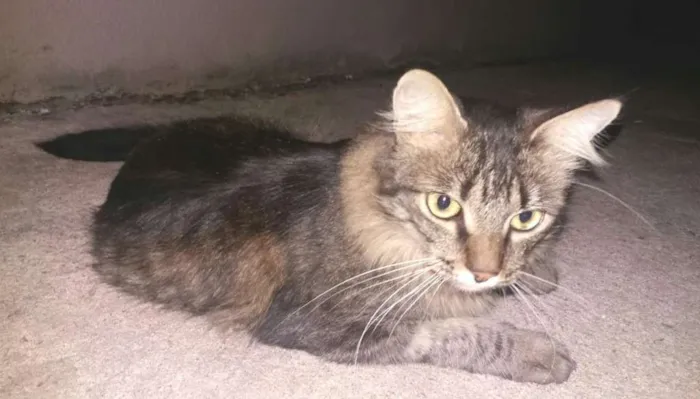 Gato raça SRD idade 1 ano nome Jade