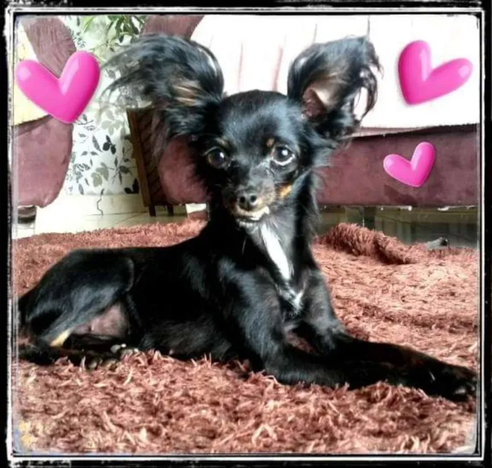 Cachorro ra a Pinscher com viralata idade 7 a 11 meses nome Pink