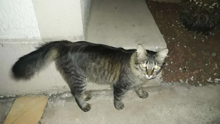 Gato raça SRD idade 1 ano nome Jade