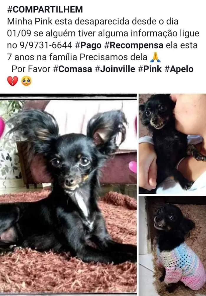 Cachorro ra a Pinscher com viralata idade 6 ou mais anos nome Pink