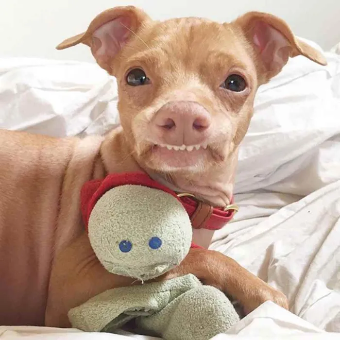 Cachorro ra a indefinida idade Abaixo de 2 meses nome Carlos
