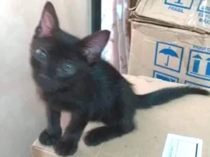 Gato raça Não sei  idade 2 a 6 meses nome Mion