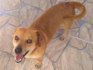 Cachorro raça Basset misturado com vira-lata idade 5 anos nome Toddy