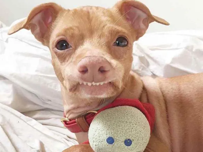 Cachorro ra a indefinida idade Abaixo de 2 meses nome Carlos