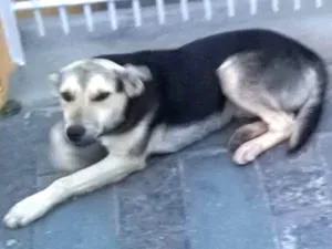 Gato raça SRD idade 1 ano nome NINA