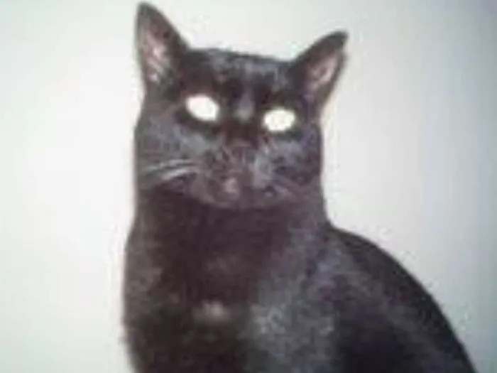 Gato ra a SRD idade 1 ano nome NINA