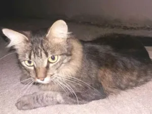 Gato raça SRD idade 1 ano nome Jade