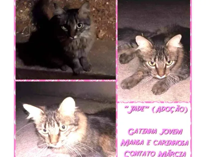 Gato raça SRD idade 1 ano nome Jade