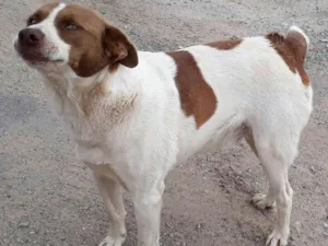 Cachorro raça Mestiço Perdigueiro idade 4 anos nome PINTADO