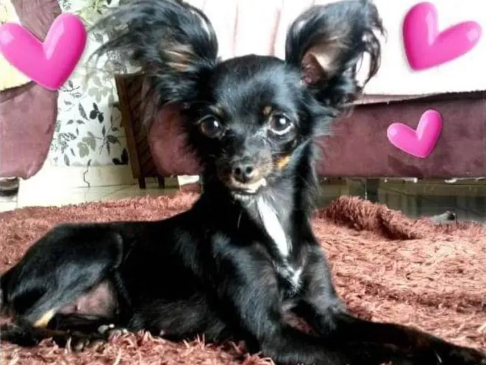 Cachorro ra a Pinscher com viralata idade 7 a 11 meses nome Pink