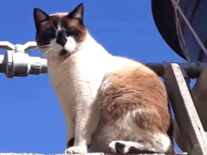 Gato raça Mestiço de Siamês idade 1 ano nome XATRAN