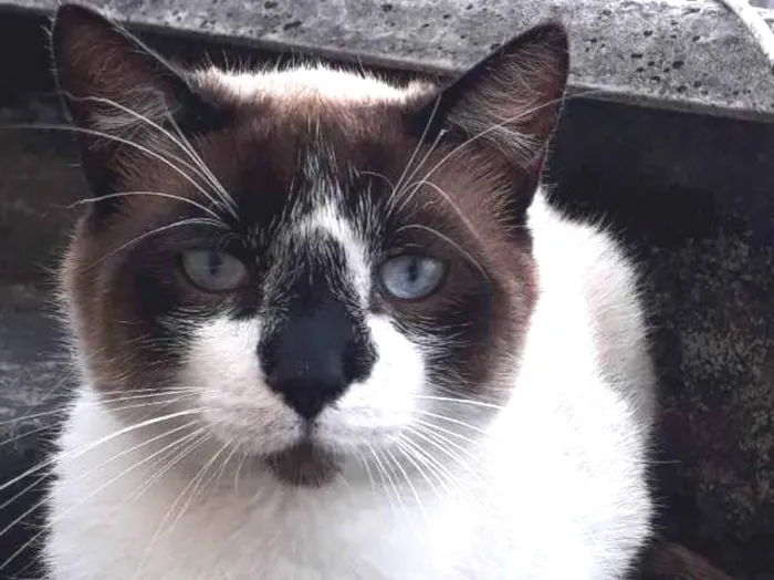 Gato ra a Mestiço de Siamês idade 1 ano nome XATRAN