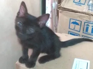 Gato raça Não sei  idade 2 a 6 meses nome Mion