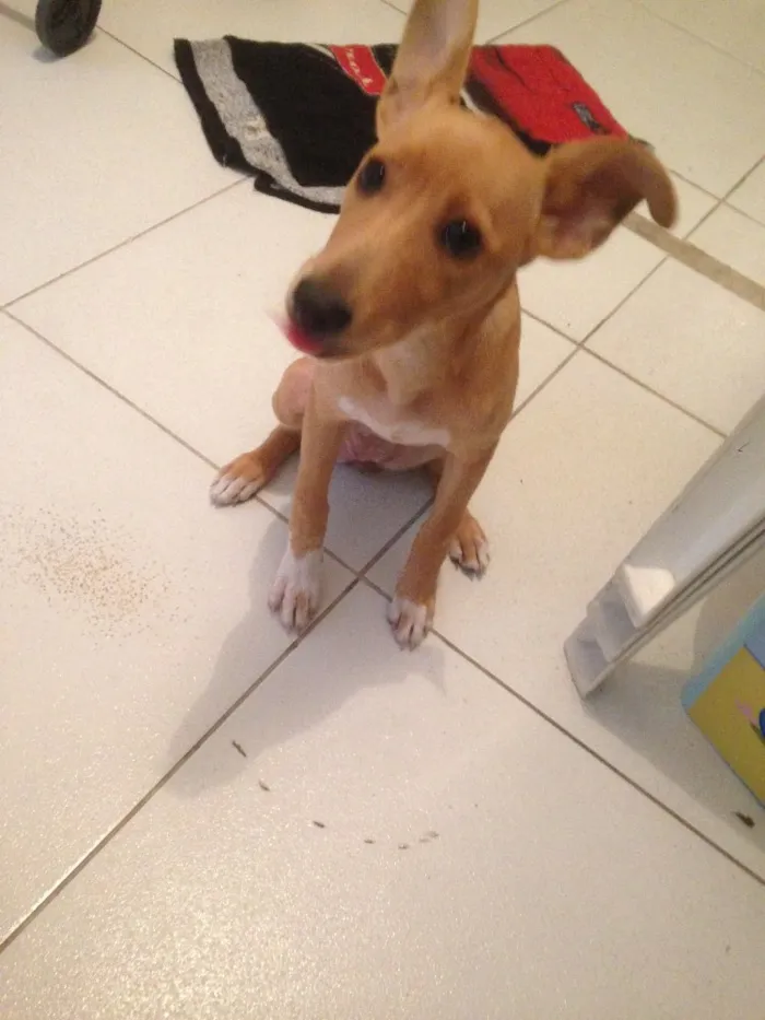 Cachorro ra a Sem raça definida  idade 2 a 6 meses nome Minhoca