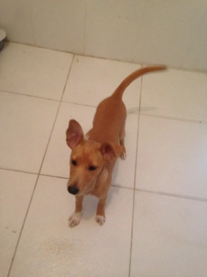Cachorro ra a Sem raça definida  idade 2 a 6 meses nome Minhoca