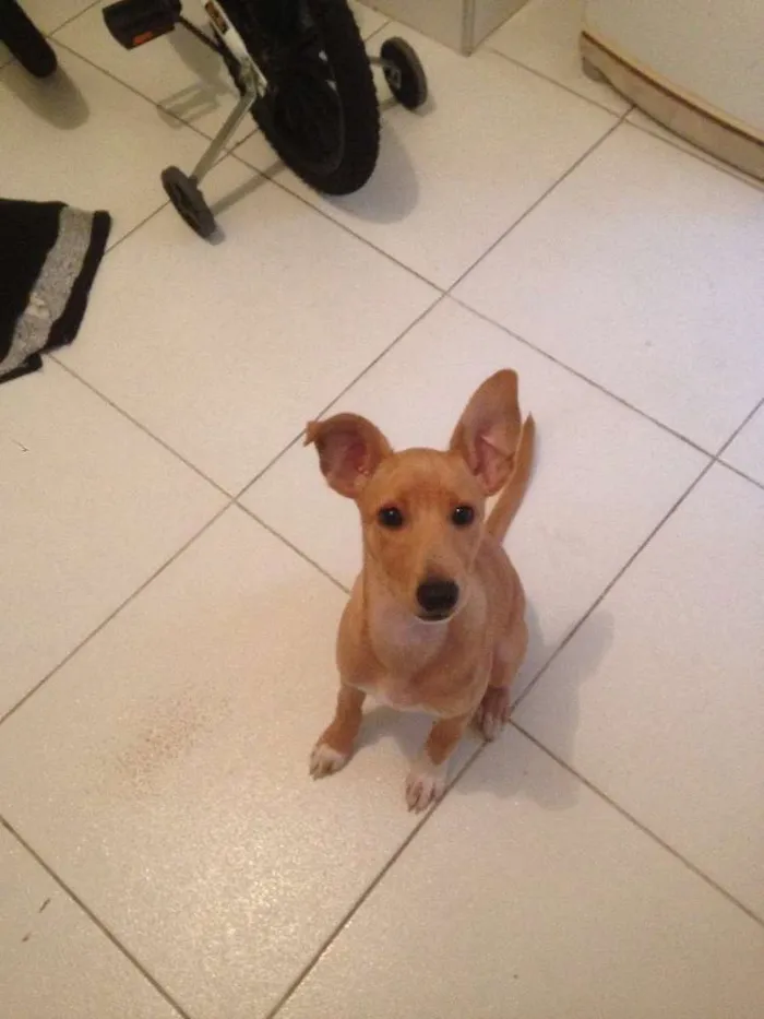 Cachorro ra a Sem raça definida  idade 2 a 6 meses nome Minhoca