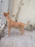 Minhoca