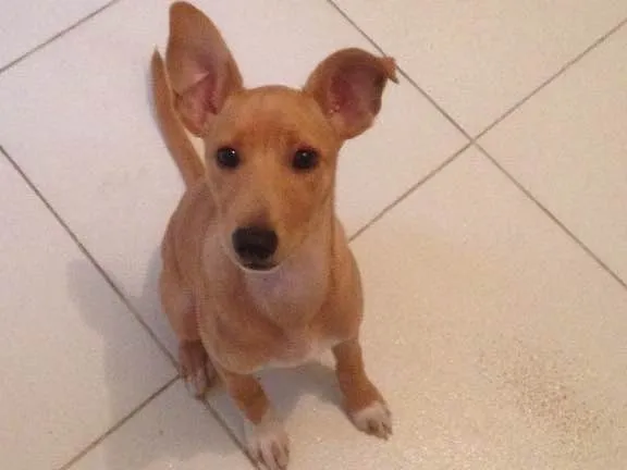 Cachorro ra a Sem raça definida  idade 2 a 6 meses nome Minhoca