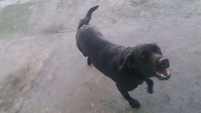Cachorro raça Labrador idade 1 ano nome Zeus